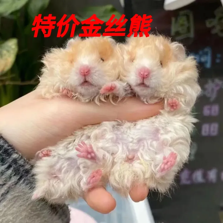 家养长毛卷毛短毛金丝熊活体虎纹米熊卷毛波利熊宠物包活到家活体