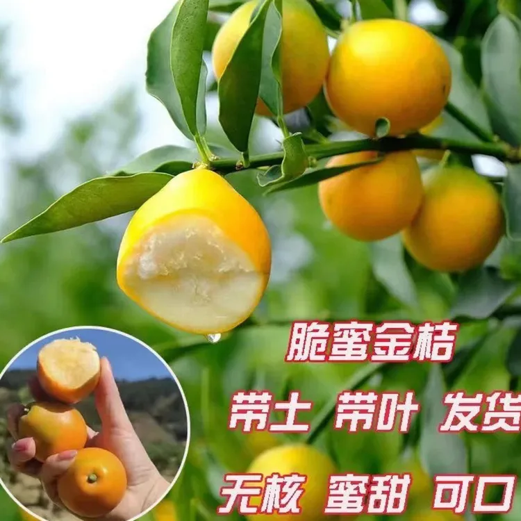 四代脆蜜金桔苗广西第三四代蜜甜脆甜金桔柑四季嫁接苗南北方种植