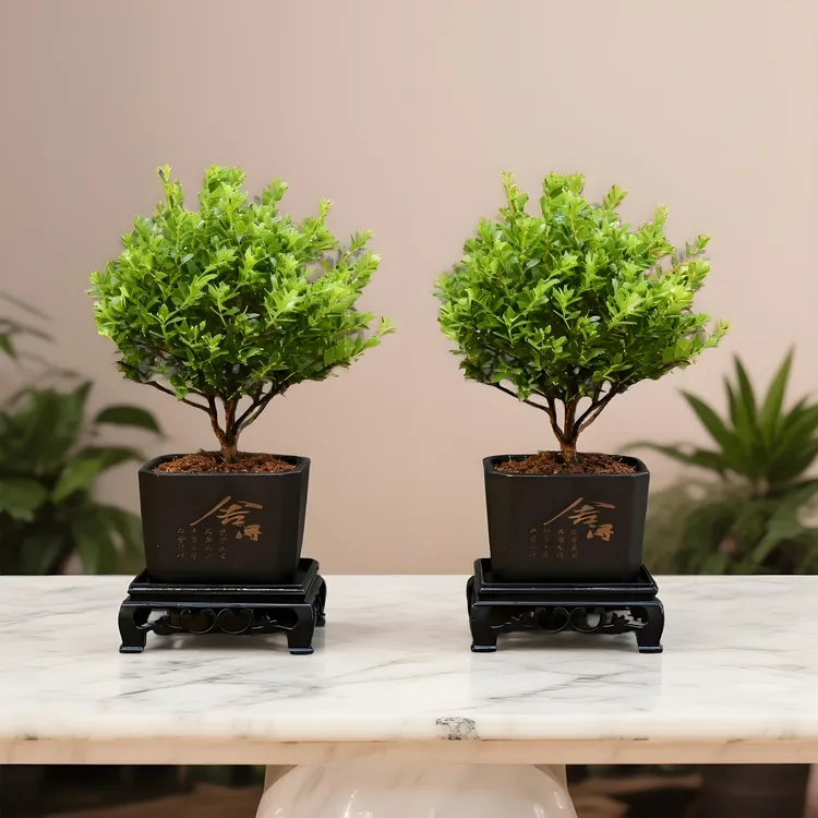 【买一送一】正宗小叶赤楠盆栽小盆景绿植老桩茶桌室内植物办公室