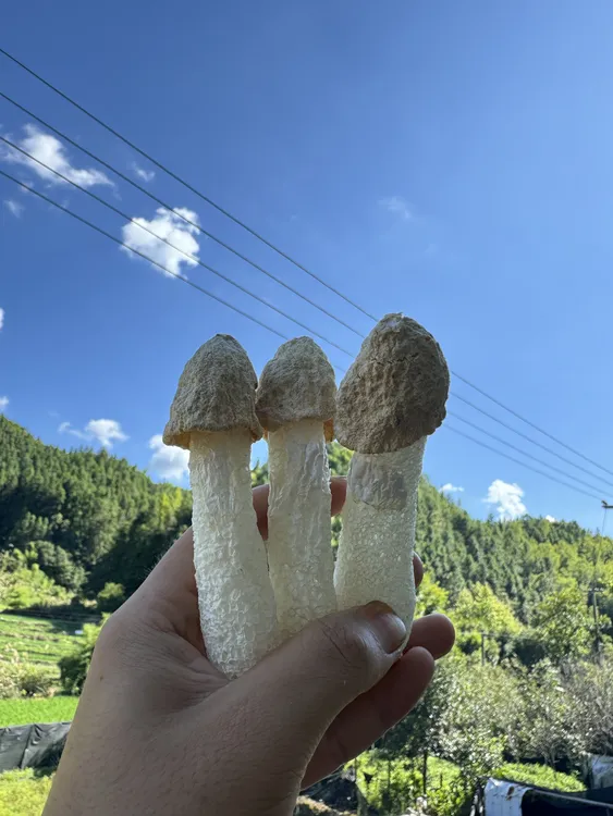 【露思同款】25年新货未开群竹荪菇蕾 农家无硫熏煲汤火锅食材