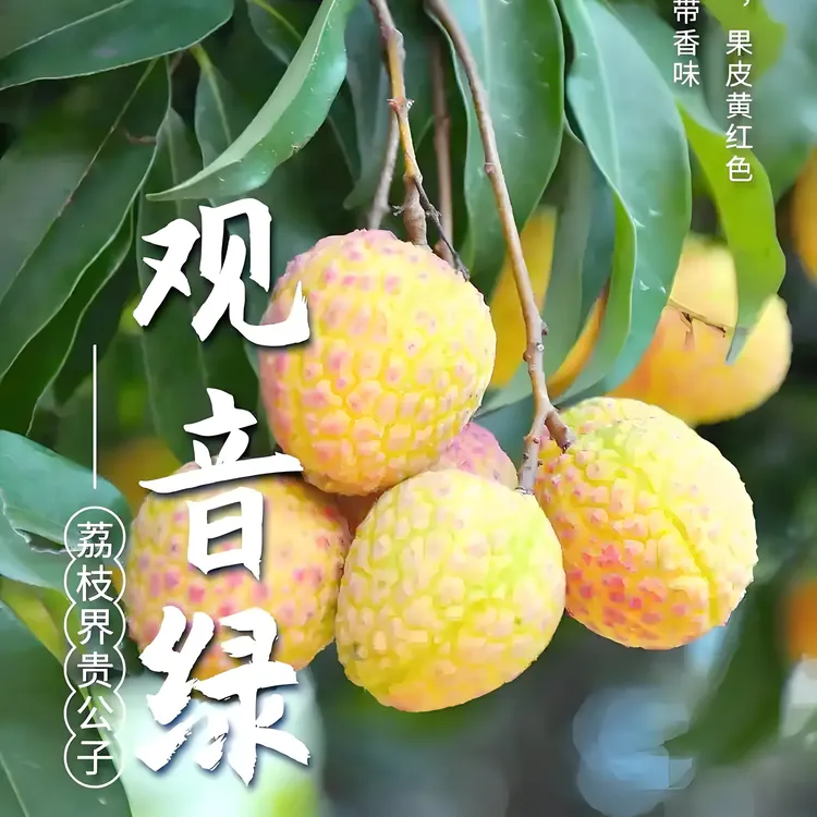 正宗高端青皮广东观音山观音绿荔枝嫁接树苗带土带叶