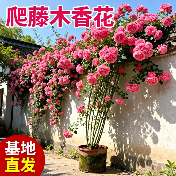 粉木香花苗爬藤植物黄木香无刺花卉庭院四季种植耐寒爬墙红木香商品图
