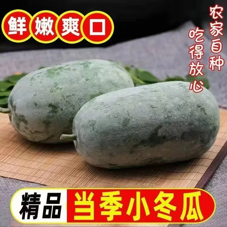 【净重9斤】新鲜小冬瓜挂霜水果冬瓜迷你冬瓜新鲜蔬菜4-5斤