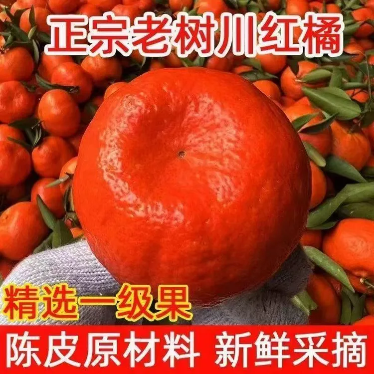 四川正宗老树川红橘红桔子大红袍可做陈皮新鲜现摘薄皮水果