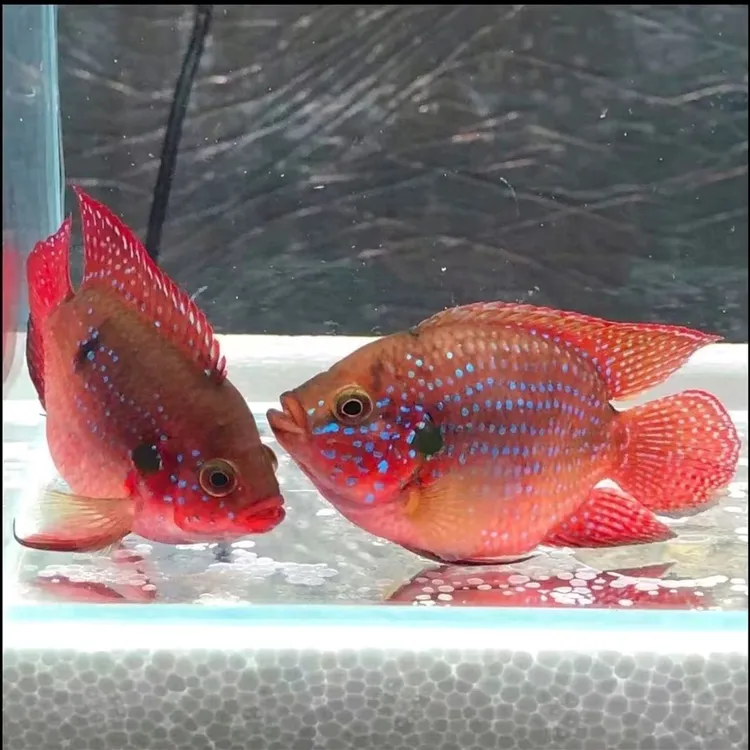 红宝石鱼血钻三湖慈鲷鱼蓝宝石鱼超萌好物活体淡水鱼热带观赏鱼