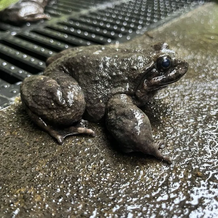 【甄选福利】品质鲜活山珍石蚌生态滋补适合月子老人小孩的佳品包邮