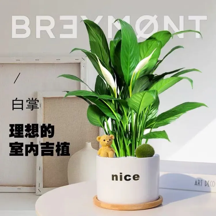 白掌一帆风顺盆栽土培植物办公室内花卉好水养的绿植带花四季开花