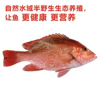 速冻红石斑鱼1-1.5斤/条红鲷鱼红鱼速冻海鱼冷冻海鲜水产