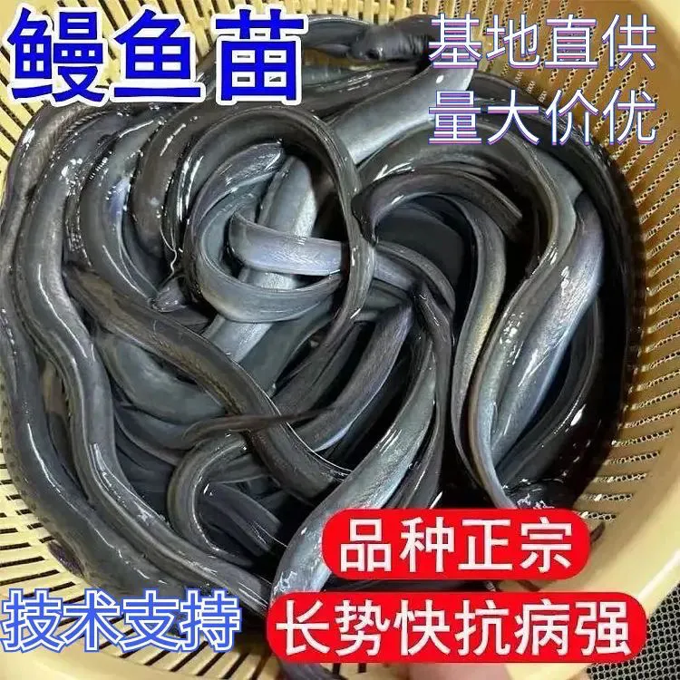 现苗发货鳗鱼苗 白鳝鱼苗 白鳗苗河鳗苗 白鳗青鳝 美洲鳗淡水包活