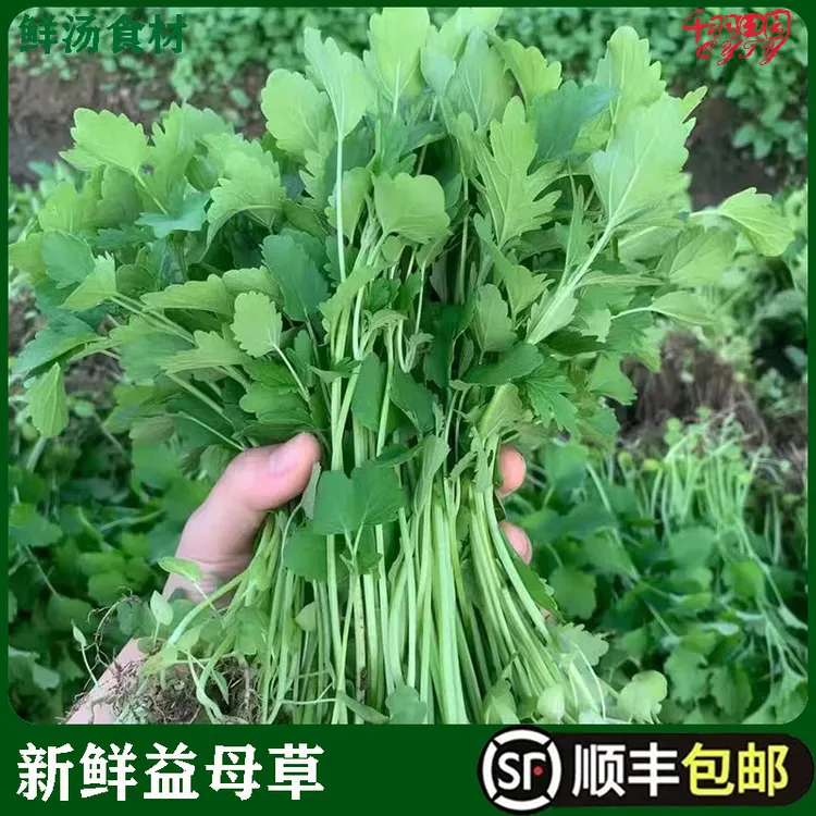 新鲜益母草农家种植坐月子菜生理期农庄食用蔬菜顺丰包邮现摘现发