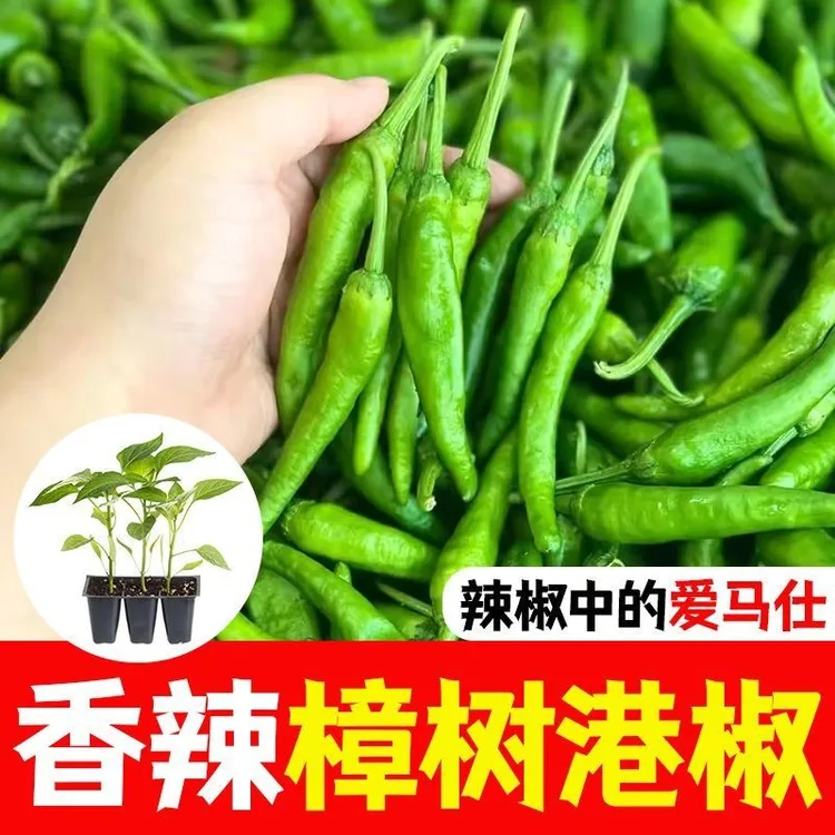 湖南樟树港树苗正宗樟树港辣椒苗特大发货秧苗正品辣子皮薄香辣