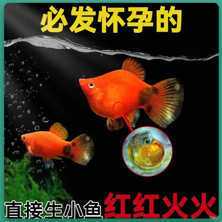米奇鱼胎生鱼热带小型鱼活体孔雀鱼鱼苗观赏鱼月光鱼红绿灯斑马鱼