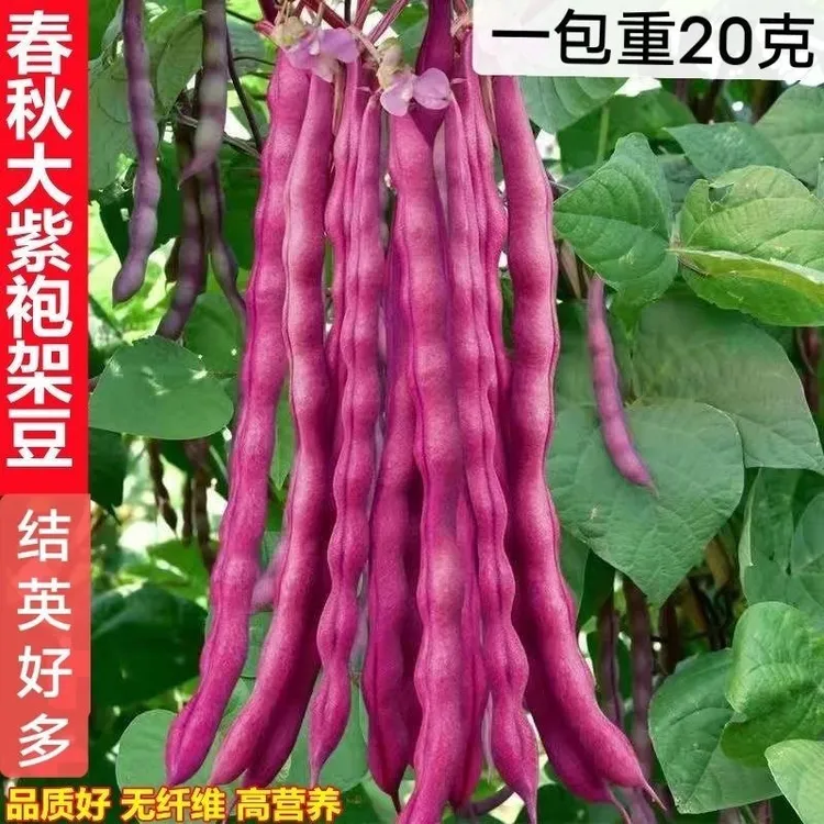 {爆款{高产}立秋播紫皮豆角正品大紫袍豆角种籽紫袍芸豆角秋季菜