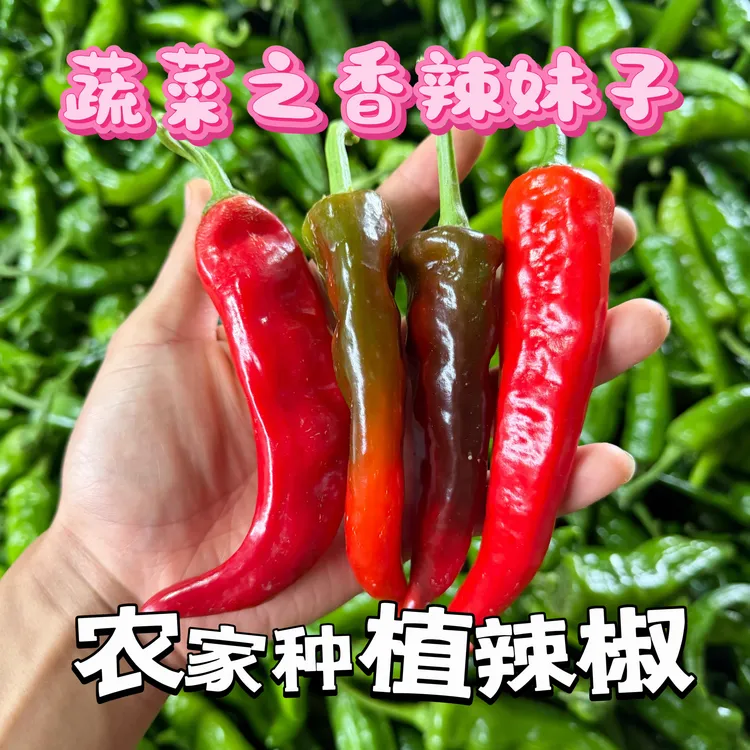 〔新鲜辣椒青红混装红辣椒〕辣妹子辣椒特辣特香薄皮现摘现发红辣椒