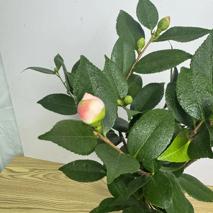 浓香型香妃山茶花盆栽带花苞四季常青好养易活室内花卉