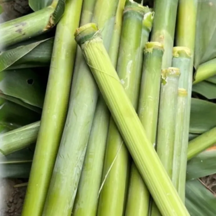 东北正宗绿皮甜杆（甜度可达12度小时候的味道）掐头去尾取中间段