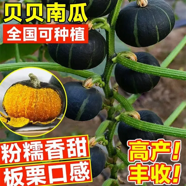 贝贝南瓜种籽贝贝板栗南瓜味迷你小南瓜软糯香甜