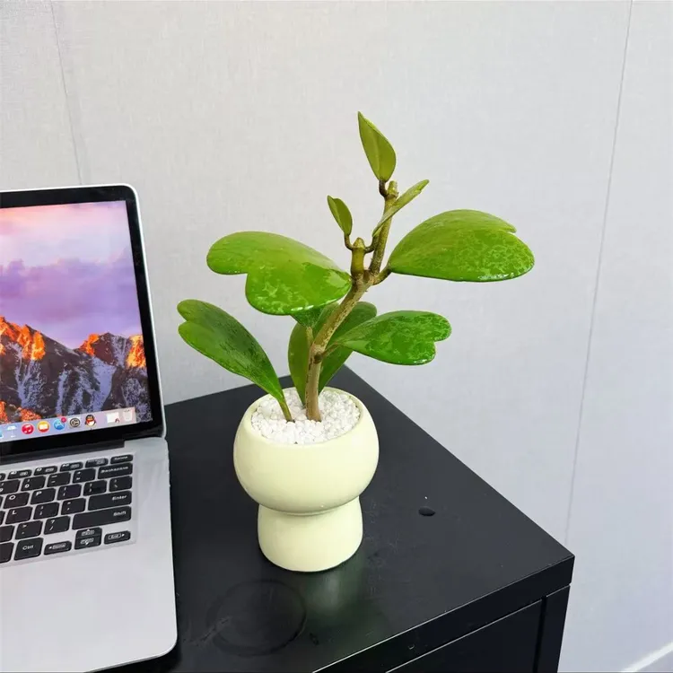 【心叶球兰】盆栽老桩多肉绿植盆栽网红办公室桌面四季室内常青