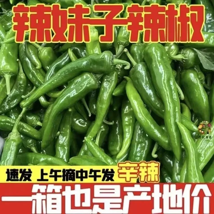 辣妹子正宗薄皮辣妹子新鲜辣椒特辣辣椒青辣椒超新鲜薄皮青椒