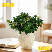 【含盆】Y金鱼吊兰盆栽带花苞带盆室内吸甲醛美观好养四季开花绿植