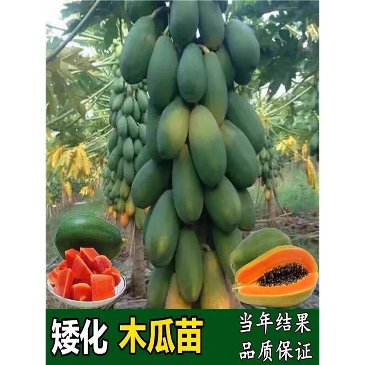 矮化红肉大青水果木瓜冰糖木瓜红心木瓜苗南方种植四季结果常绿