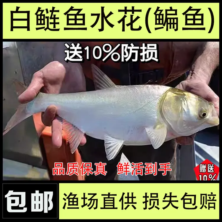 批发白鲢鱼水花苗鳊鱼水花大头鱼胖头养殖食用花鲢鱼鳙鱼雄鱼观赏