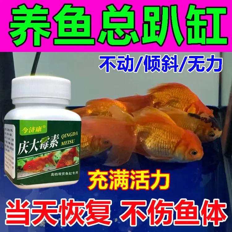 今济康庆大霉素鱼总趴缸怎么办不吃东西无力鱼身白点充血烂尾烂身