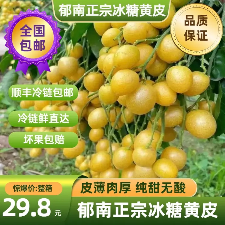 全国顺丰冷链包邮冰糖黄皮 纯甜无酸 现摘现发新鲜郁南当季水果