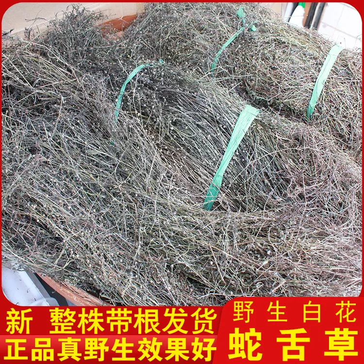 深山野生白花蛇舌草正品野生整株发货另售野生半枝莲烘制不伤胃