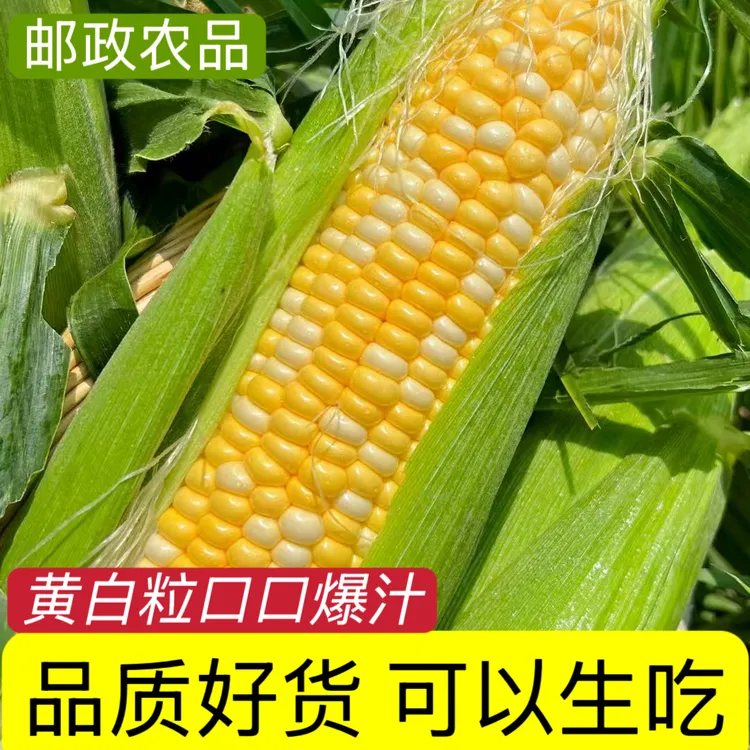 【武邮专属】汉南水果甜玉米甜脆爆汁可生吃粗粮8支