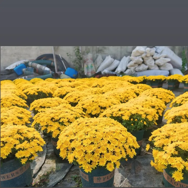 千头球菊盆栽多季开花量大易爆盆适合阳台庭院多年生好养