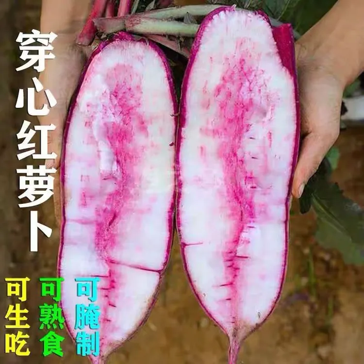 【穿心红水果萝卜种子】甜脆水果红萝卜种子春秋四季蔬菜种子