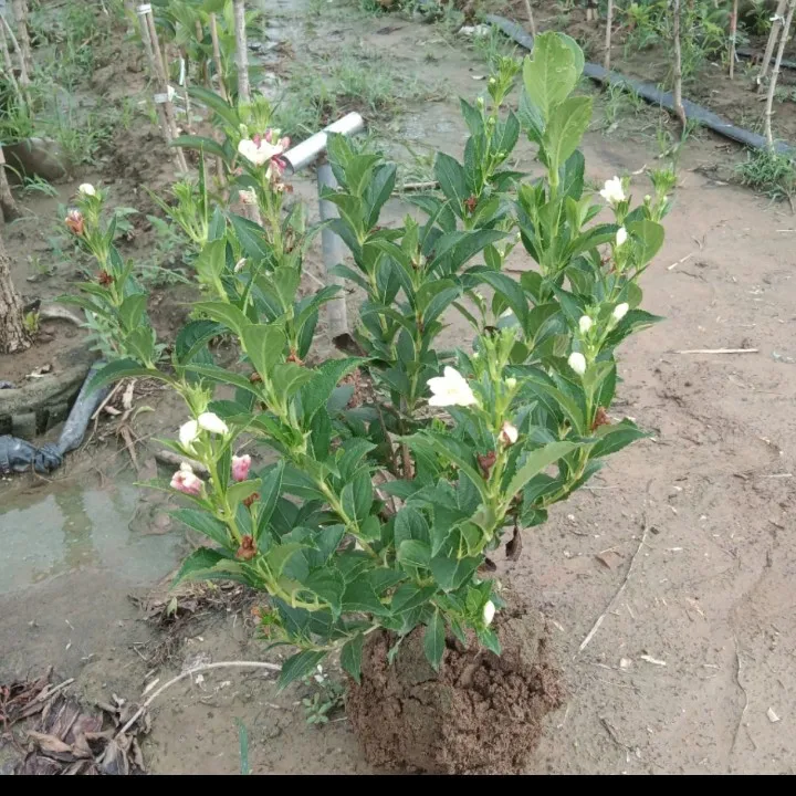 五彩锦带花树苗四季开花耐寒耐旱适合庭院别墅种植