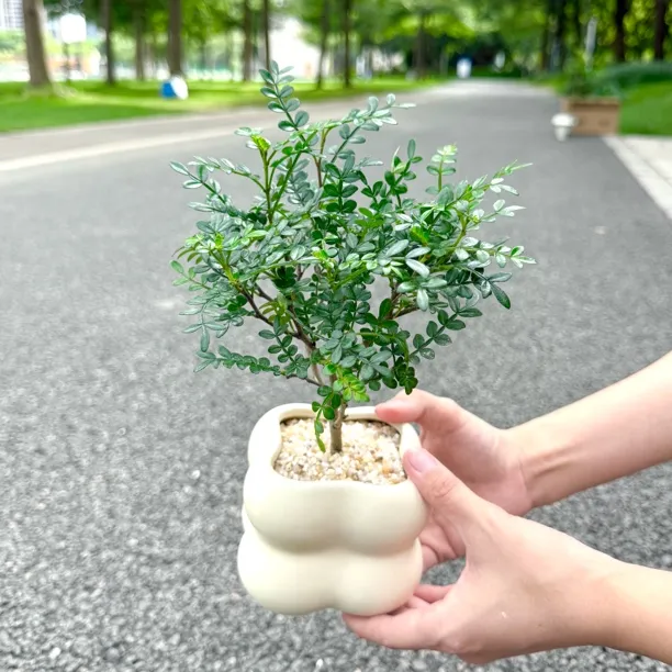 清香型胡椒木微型盆栽盆景室内阳台桌面茶几观叶驱蚊花卉绿植好养