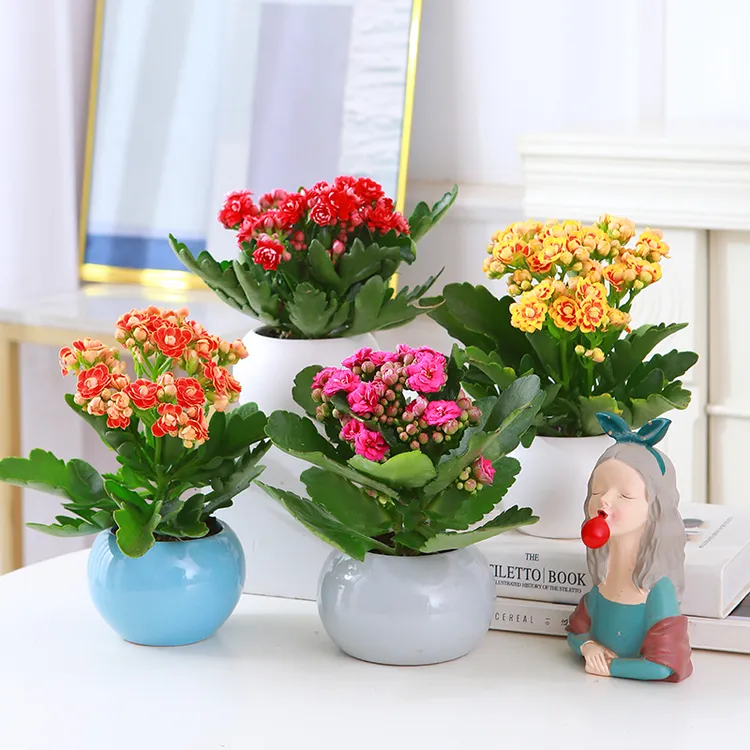 金狐狸长寿花带花苞盆栽重瓣大花四季开花室内阳台绿植好养花卉