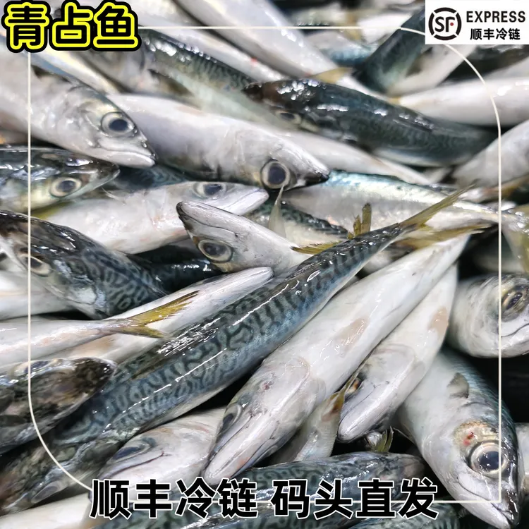 深海灯照鲐鲅鱼鲭鱼青占鱼青花鱼新鲜冷冻海鱼顺丰包邮