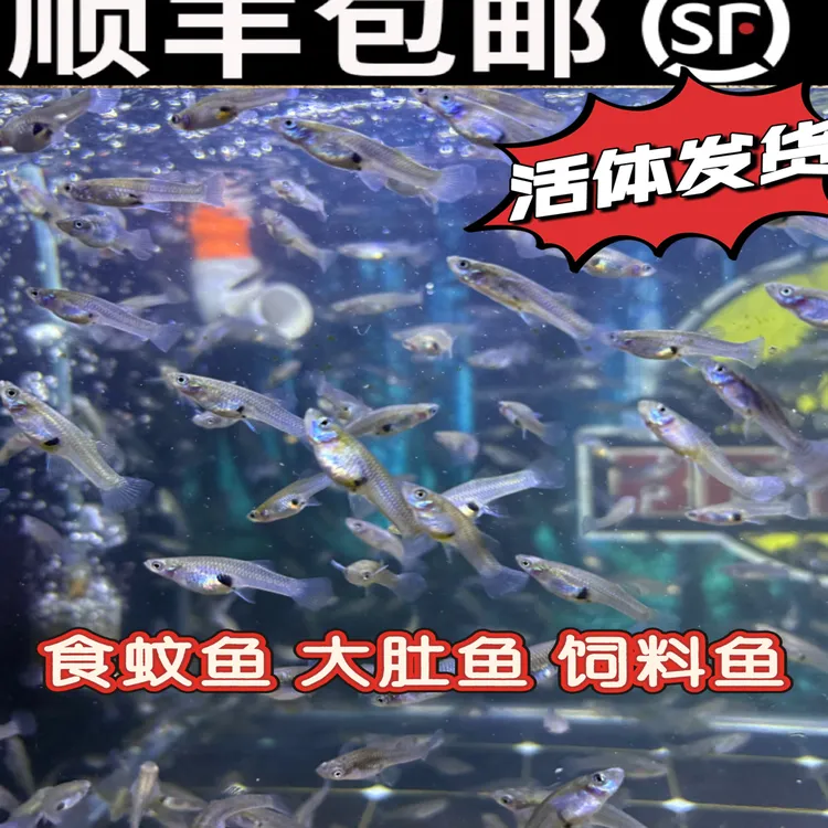 冷水食蚊鱼淡水大肚鱼无需打氧吃蚊子幼虫可作活体饲料