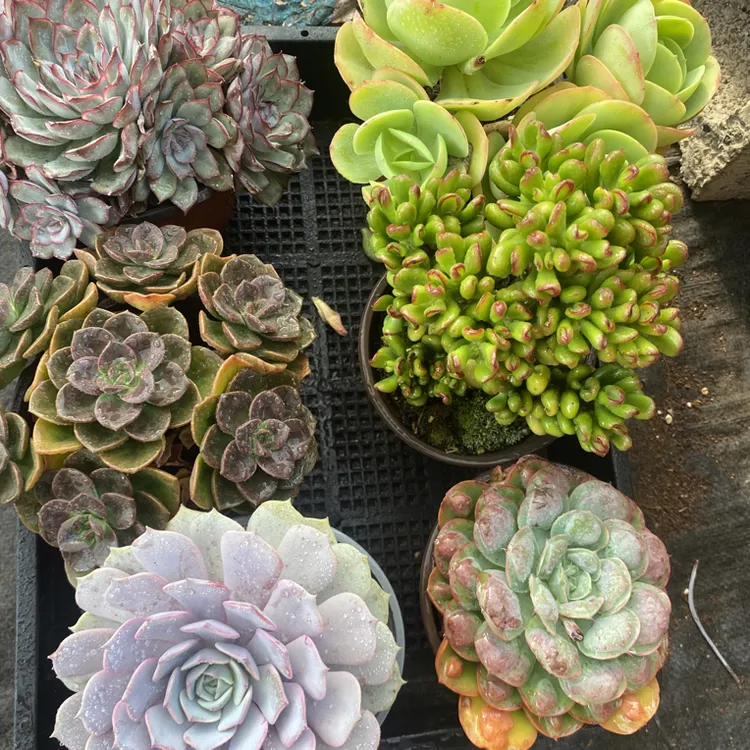 云南基地精品多肉带盆带土发货新手多肉