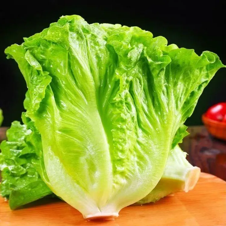 现挖现发河南当季新鲜生菜当季蔬菜可生吃适合烤肉涮火锅低脂脆甜商品图