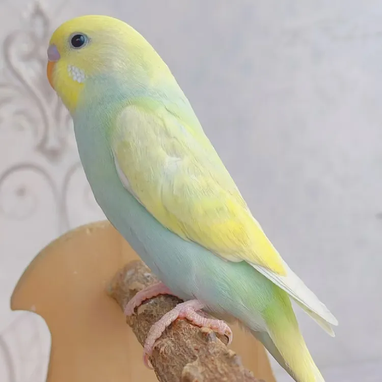 驯化过的（金彩）虎皮鹦鹉宠物鸟活体 可以户外放飞能学说话会技能