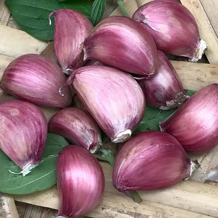 食香九镇老品种紫白皮干蒜凉拌炒菜提香迟蒜农历8月底种