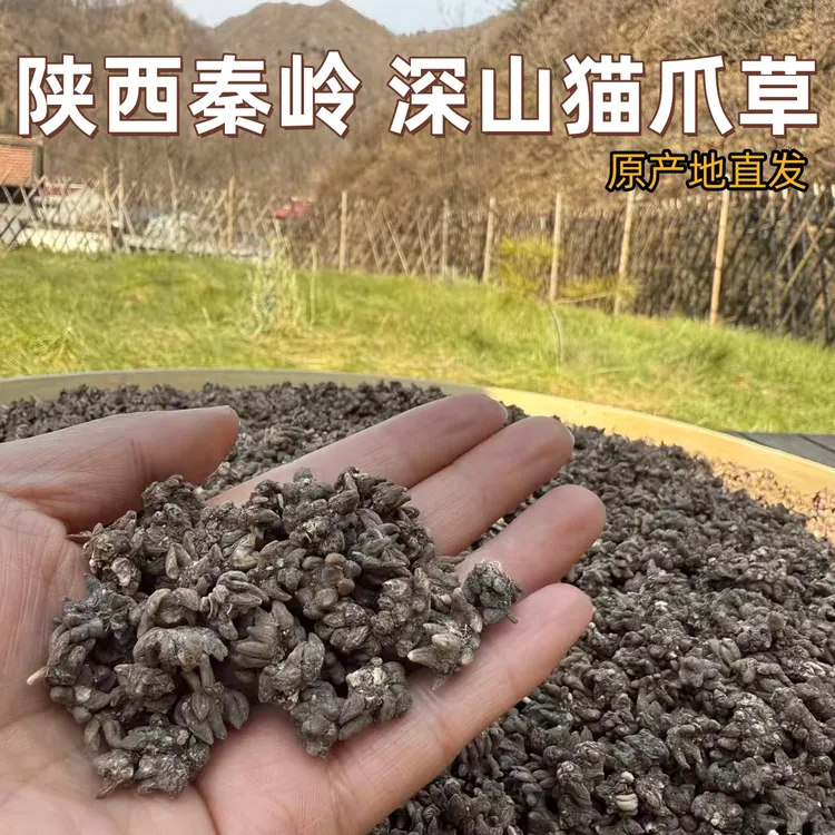 【产地直发】陕西秦岭农家精选猫爪草无硫无熏爪爪分明