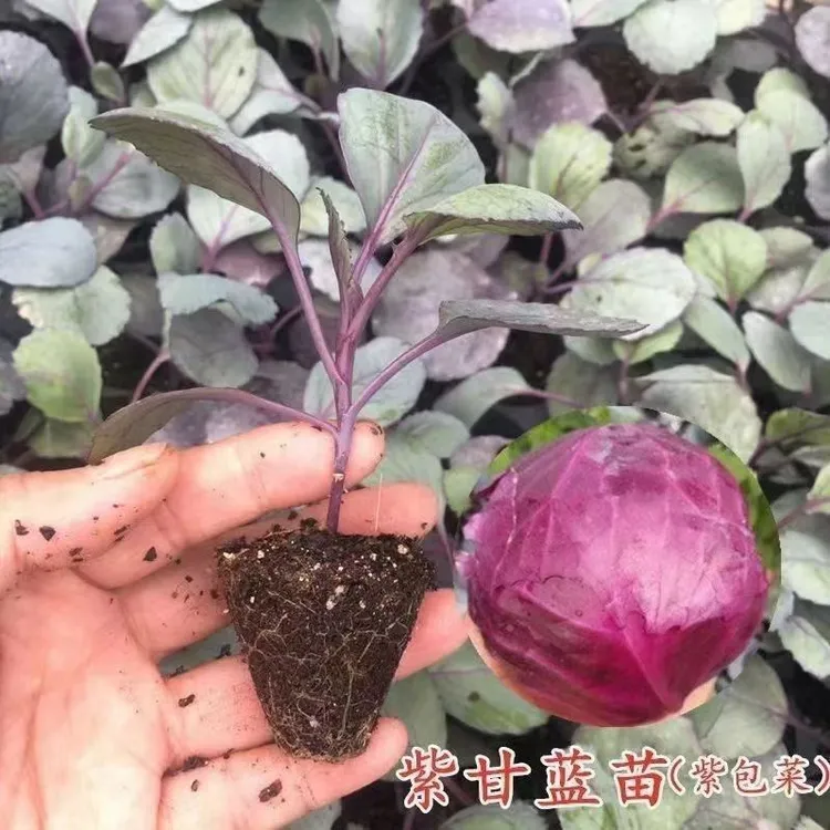 优质紫甘蓝种苗四季可种适合阳台种植的蔬菜苗