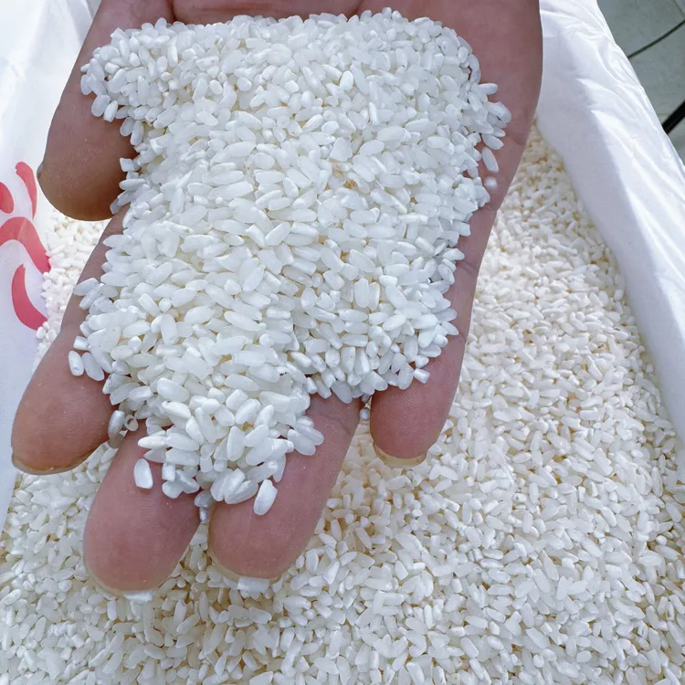 一年一季新米 上师大长粒香米 松香梗米煮饭营养清香