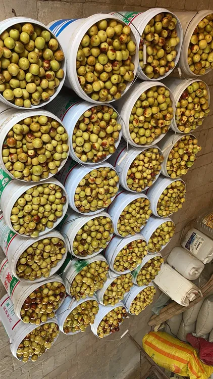 陕西脆甜冬枣2025新货大荔新鲜冰糖精品礼盒装多汁