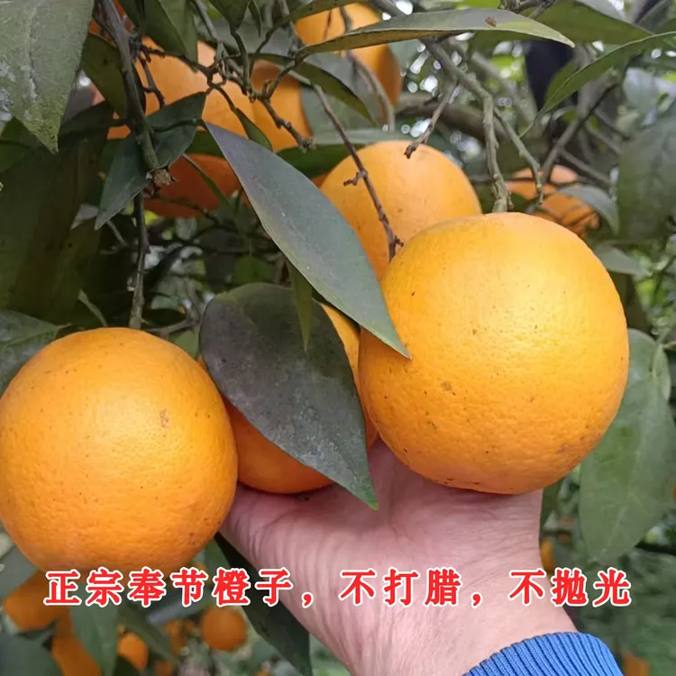 正宗重庆奉节脐橙农家高山种植部打蜡不抛光