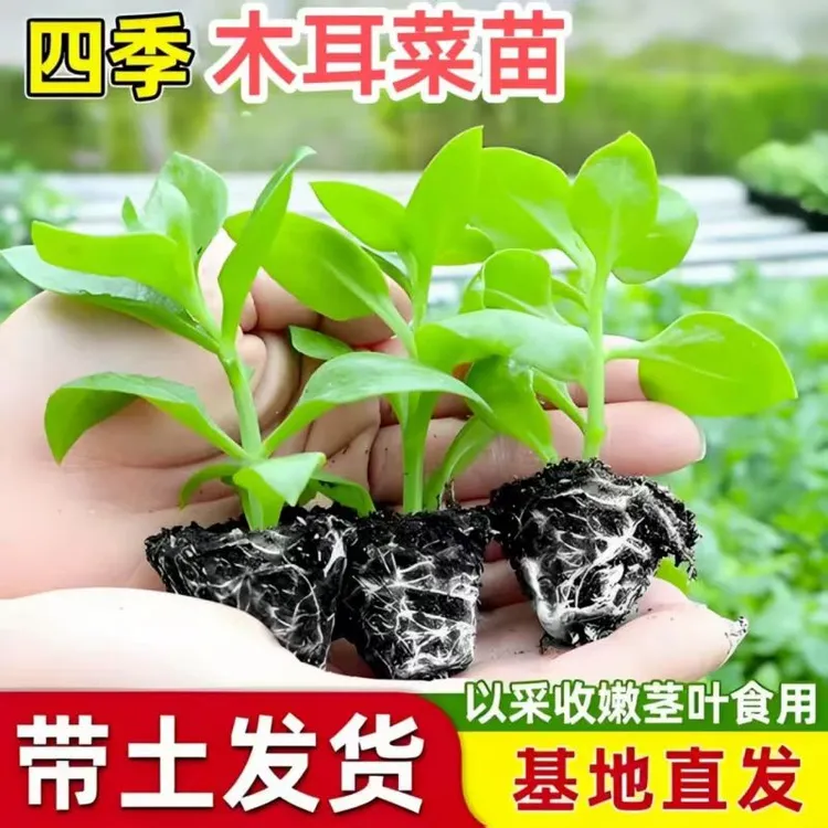 大叶木耳菜苗秧苗爬藤特大圆叶阳台盆栽庭院四季高产可食用蔬菜苗