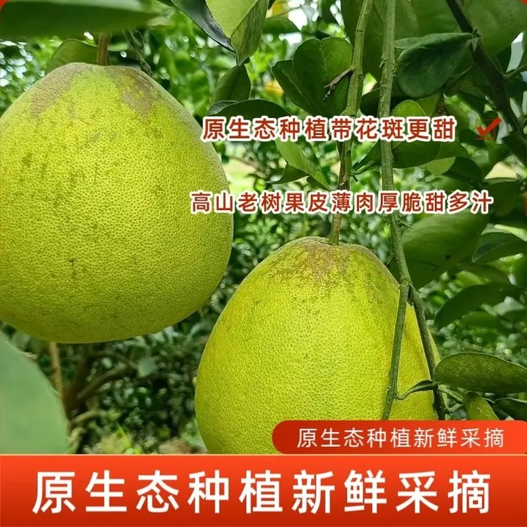正宗西双版纳老树傣柚 丑柚 东试早 生态花斑柚 孕妇水果老少皆宜