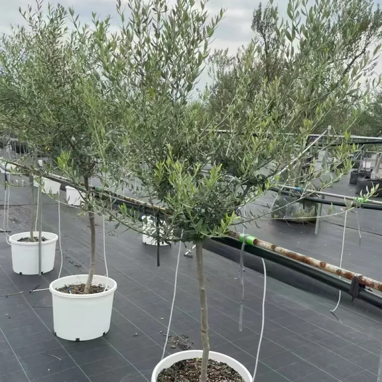 油橄榄树大型盆栽室内外可净化空气适合阳台庭院四季常绿客厅绿植