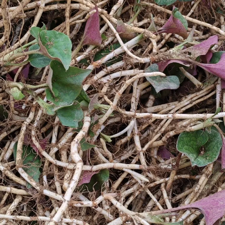 贵州农家新鲜现挖鱼腥草择耳根【带少量叶子发货】